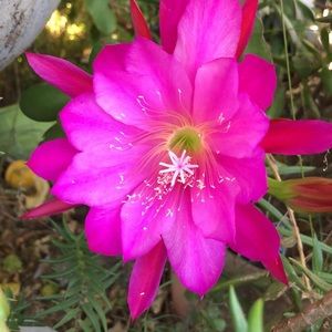 Meet your Posher, Oelandari